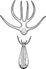Aedeagus, ventral view on Edwardsiana candidula (Kirschbaum, 1868): Aedeagus, ventral view. (Observation).