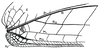 Rhomboptera semilunata de Jong, 1939: Fig. 3 c. base of right tegmen of female. (Otu).
