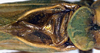 Terpandrus horridus (Burmeister, 1838): male stridulatory apparatus (holotype of Megatympanon bicolor). (Otu).