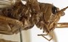 CollectionObject 1529700; 144913fb-2bba-45f8-8bba-28072b271496: male head and pronotum, lateral view (holotype). (CollectionObject).