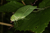 CollectionObject 2783371; d0f1560d-b130-4736-bb86-0a9f38444e07, MLP-OR-3156: (CollectionObject).