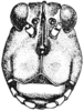 Tetrix ornata ornata (Say, 1824): Fig. 57. female, head, facial view. (Otu).