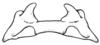 Arminda fuerteventurae Holzapfel, 1972: Fig. 3 G. epiphallus. (Otu).