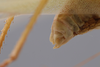 CollectionObject 2189003; 3e92da30-72d7-4127-a757-5a992b930552, ZUFMS ORT00844: Postabdomen, lateral view. (CollectionObject).