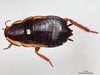 CollectionObject 1863288; 98dcf600-8eb9-4b76-a6c6-902bbfb2bfc9: (CollectionObject).