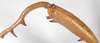 Thaumatobactron guentheri Hennemann & Conle, 1997: copyright F. Hennemann. male, femur (paratype). (Otu).