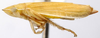 Habitus, dorsal view: Hecalus viridis, dorsally (INHS). (Observation).