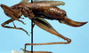 CollectionObject 1533676; c0e76e7b-0851-4138-9e2d-398f74372eef: female, lateral view (allotype). (CollectionObject).