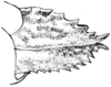 Tetrix ornata ornata (Say, 1824): Fig. 79. female, ovipositor, lateral view. (Otu).