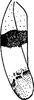 Forewing on Empoa (Empoa) unifasciata (Hamilton, 1983): Forewing. (Observation).