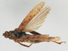 CollectionObject 1540650; 0762ec58-f313-4fc5-bc10-9332f823bd5c: male, dorsal view (syntype of Chrotogonus lameerei). (CollectionObject).