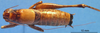 CollectionObject 1479238; e3bdfd03-41b6-48e1-aa69-d1b6419e755a: male, dorsal view (paratype). (CollectionObject).