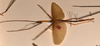 CollectionObject 1558982; a2667a89-712a-4ba6-8f36-842bc936eedf: copyright OUMNH. male, lateral view (syntype). (CollectionObject).
