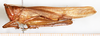 CollectionObject 1586732; 5d15d25e-007e-4d1a-a8f2-ba5c55cb1274: female, lateral view. (CollectionObject).