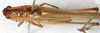 CollectionObject 1531466; NMW 12793, 42621e8a-0731-43bd-9d9a-87e3344f2f43: male, dorsal view (syntype). (CollectionObject).