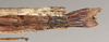 CollectionObject 1562779; 0308760d-8b97-4842-b88c-2ecb9afa9b5c: copyright QMBA. female: end of abdomen, lateral view (holotype). (CollectionObject).