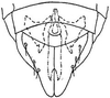 Subgenital plate: !! display not done !! on Daltonia estacadus (Ball, 1911): genital capsule, ventrally. (Observation).