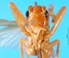 CollectionObject 1500146; 20d8e835-761e-445a-bf67-9b8cb7fbf6ad: female, frontal view (holotype). (CollectionObject).