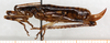 CollectionObject 1499556; 6256e2d6-90cd-456e-b10f-dd74aa0ab677: female, lateral view (allotype). (CollectionObject).