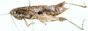 female. lateral view. Depicts Kassongia subfuscata Grunshaw, 1986, an Otu.