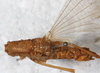 CollectionObject 1522526; f2bcfbee-67b5-41ed-8dd7-885de5910825: male, dorsal view. (CollectionObject).