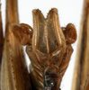 CollectionObject 1534682; 06719e8b-994d-4161-839d-ab64765ecfd3: male abdomen tip, ventral view (holotype). (CollectionObject).