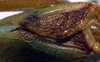 Marenestha inconspicua Brunner von Wattenwyl, 1878: probably ANSP specimen. male, stridulatory area (from Chile, Valparaiso). (Otu).