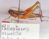 CollectionObject 1527411; 6ce97aff-5d8a-4eef-b2f0-6b42043e6c22: Image Carbonell, C.S. male (holotype). (CollectionObject).