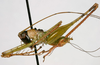 CollectionObject 1533243; e1951ace-829b-45be-a619-4d2554000369: male habitus, lateral view (holotype). (CollectionObject).