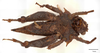 CollectionObject 1537270; f950b392-6df1-4fa4-8b31-111e6715130a: holotype male (ventral view). (CollectionObject).
