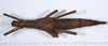 CollectionObject 1557498; 91203397-da8b-4602-9c96-aa003134ff14: copyright ANSP. female, dorsal view (holotype). (CollectionObject).