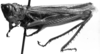 CollectionObject 1540730; dc97191b-7a70-4af9-a248-a1ad853ae436, MNHN-EO-CAELIF2446: Image Carbonell, C.S. male, lateral view (lectotype). (CollectionObject).