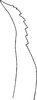 Stylus: !! display not done !! on Matsumurasca (Solanasca) solana (DeLong, 1931): Stylus. (Observation).