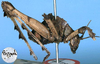 CollectionObject 1517368; e7184329-0523-4c7f-b6bb-4fa14a988643: male nymph (holotype). (CollectionObject).