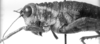 CollectionObject 1521357; 34909319-6304-49ed-87ca-5f6c9dbb7bd9: Image, Carbonell, C.S. at the British Museum, 1970. female head and pronotum, lateral view (holotype or syntype of Ommatolampis peruviana). (CollectionObject).