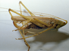 CollectionObject 1531398; NMW No. 25.360, 0b35a95e-24ef-4af4-ac4f-b168f1c94b2b: female, lateral view (holotype). (CollectionObject).