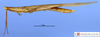 CollectionObject 1565521; e336fb92-ac6a-47e8-b76b-ed010845a70b, MLP3785': male, lateral view (paratype). (CollectionObject).