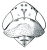Head: Deltocephalus pulicaris, head, pronotum, and mesonotum, dorsally. (Observation).