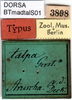 CollectionObject 1500685; DORSA BTmadtalS01, 542a5cd0-bb4c-4cd7-9504-035683bb2515: labels (holotype). (CollectionObject).