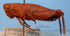 CollectionObject 1514666; 30f99fbe-2629-48b1-93c8-0fe560c74dba, MLP4241': female, lateral view (paratype). (CollectionObject).