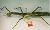 CollectionObject 1558905; b02165ff-0d72-484d-890d-f5bb59317373: copyright RMNH, Leiden. female of synonym Haplopus bituberculatus, lateral view (holotype). (CollectionObject).