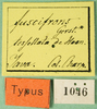 CollectionObject 1500185; 68e85b36-7e4a-42e1-8306-6e79b33b52e2, MfN 1046: labels (holotype). (CollectionObject).