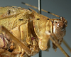 CollectionObject 1503503; 3d983e5e-5dd8-4a81-97e1-f2edc5a589ae: male head and pronotum, lateral view (holotype). (CollectionObject).