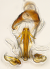 Aedeagus, ventral view: !! display not done !! on nsp 5-29: Carvaka Distant, 1918: (Observation).