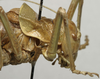 CollectionObject 1536028; 74c86dc8-69b4-42d2-8bcb-2f1b10df4e5b: female pronotum, lateral view (syntype). (CollectionObject).