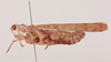 CollectionObject 2052750; NHMUK015982493, 53b40ec7-d0d6-4076-8409-d799fc21b94e: female, lateral view (paratype). (CollectionObject).