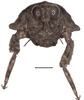 Gorochovitettix kannackiensis Storozhenko & Pushkar, 2015: Fig. 16 (reproduced with permission). female, frontal view. (Otu).