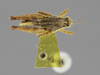 CollectionObject 1590307; 87486795-ffed-441f-9dc2-3dc17784ea85: male, dorsal view (allotype). (CollectionObject).