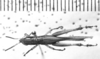 CollectionObject 1543699; 3979e28f-6ea5-4cdd-8293-717a8e17540f: Image Carbonell, C.S. male, dorsal view (syntype or lectoallotype). (CollectionObject).