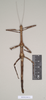 CollectionObject 1561201; NHMUK(SF IMPORT DUPLICATE) 844712, fba3b5b0-24c8-45d6-b06e-c9e4f45db985: copyright Natural History Museum, London. female of synonym Dixippus cornutus (holotype). (CollectionObject).